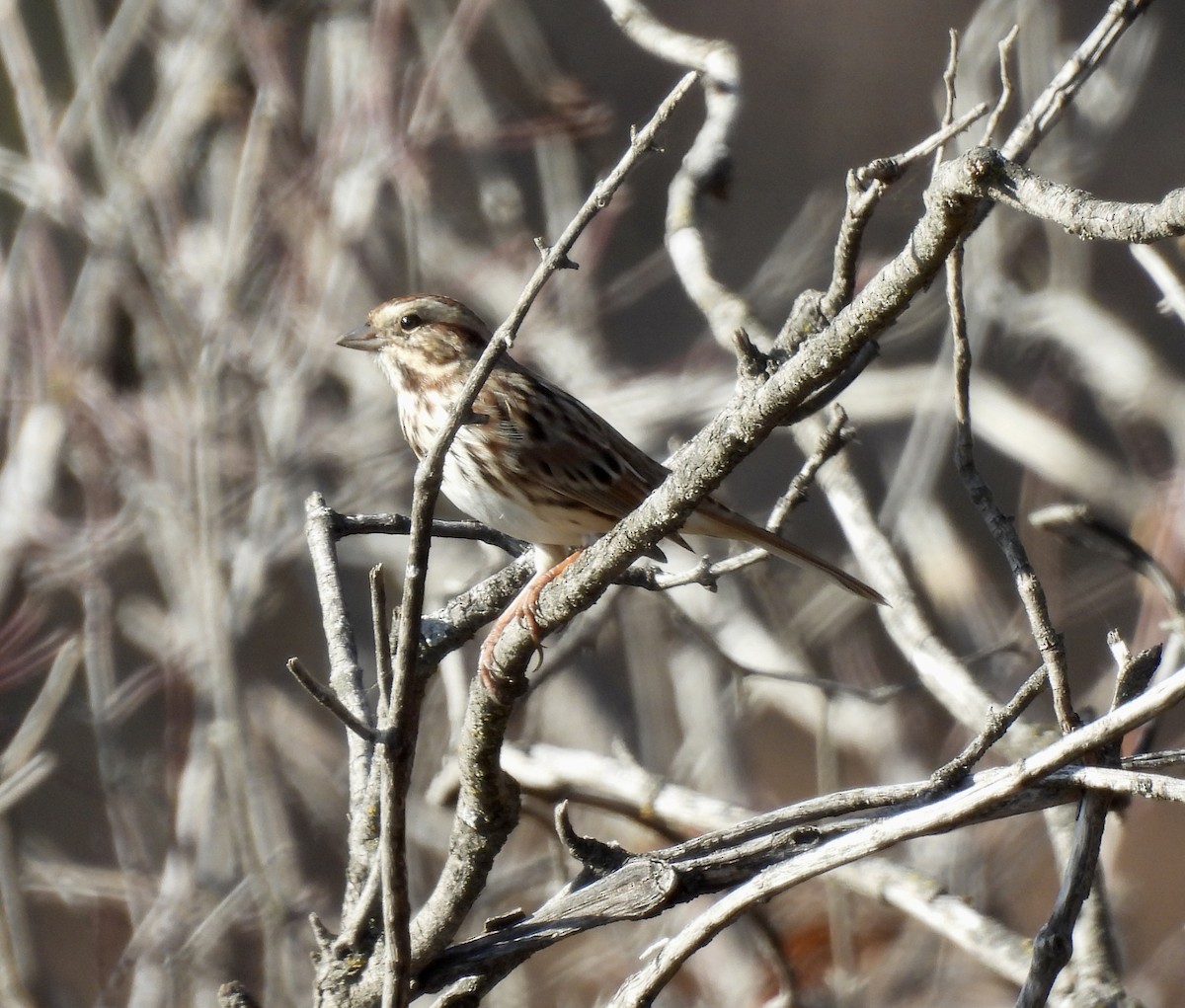 Song Sparrow - ML645240773