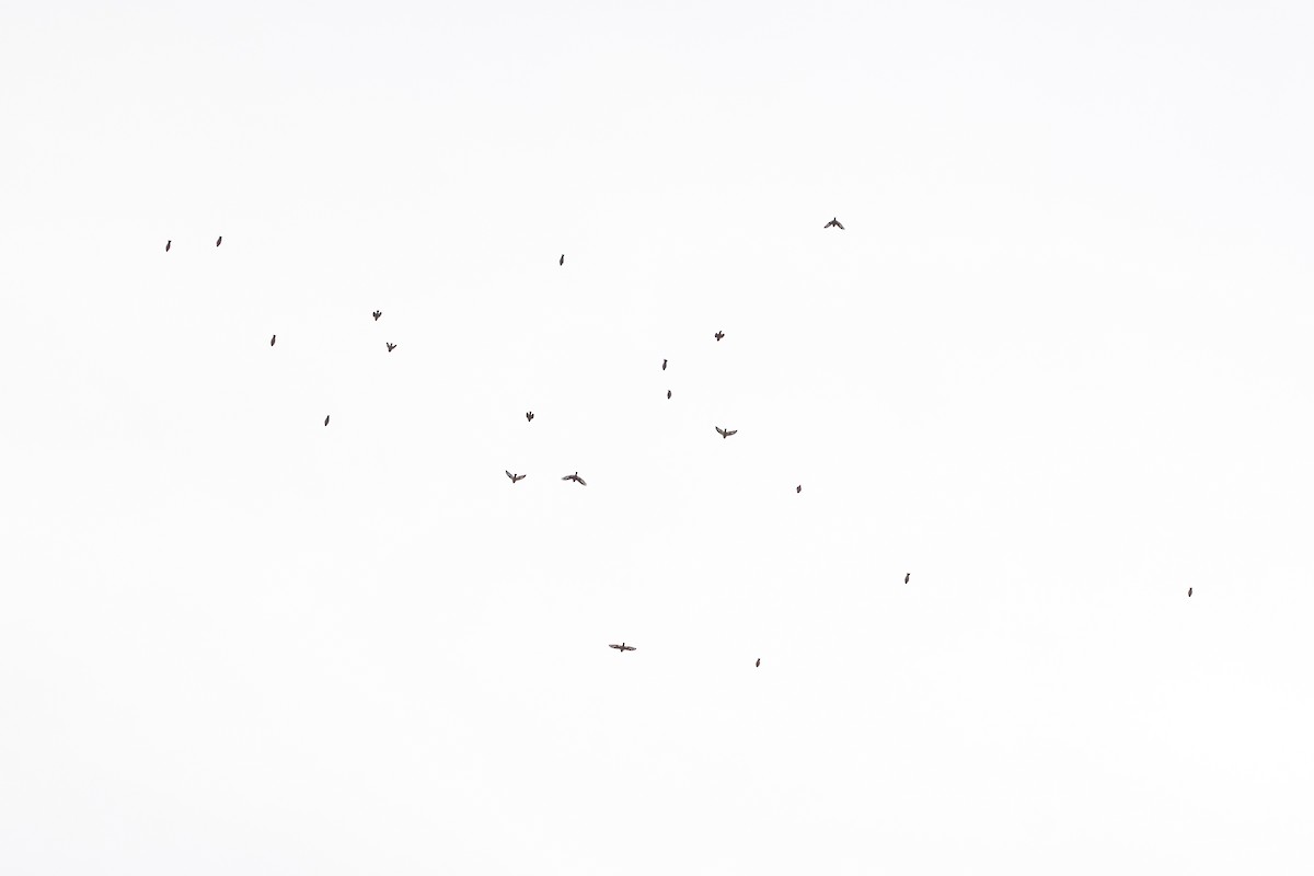 Evening Grosbeak (Eastern or type 3) - ML645240775