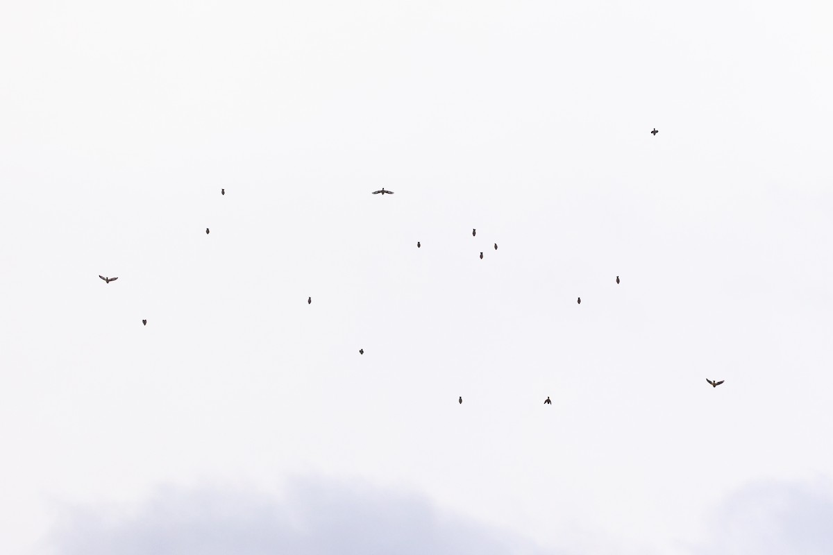 Evening Grosbeak (Eastern or type 3) - ML645240779