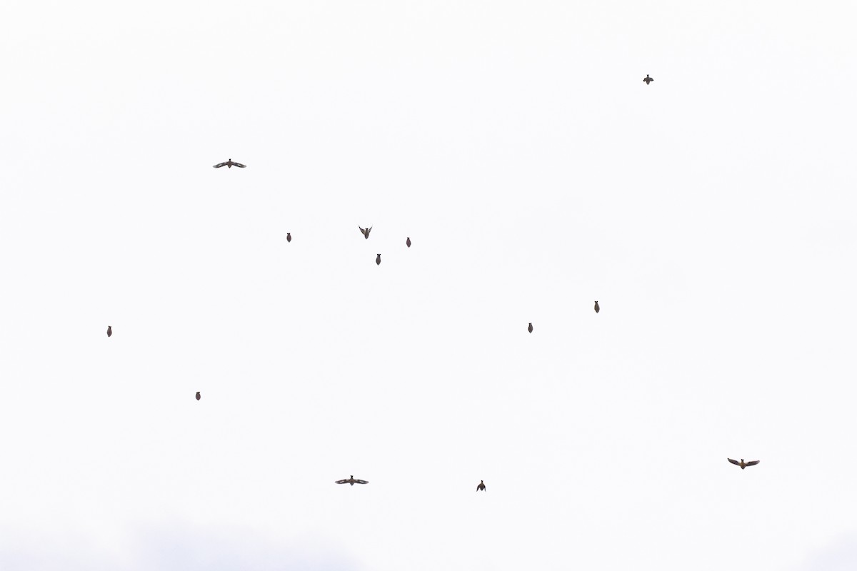 Evening Grosbeak (Eastern or type 3) - ML645240784