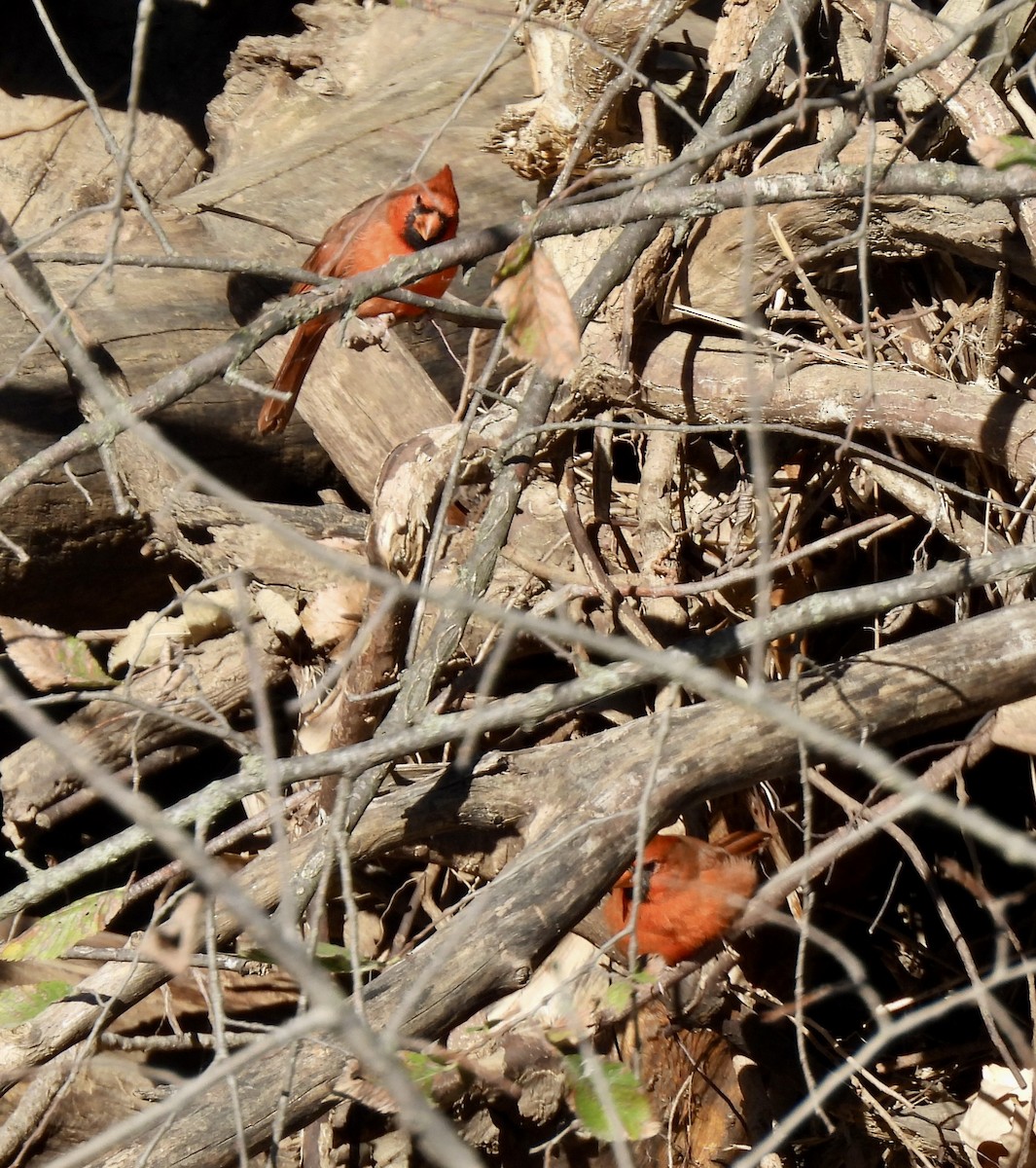 Northern Cardinal - ML645240785