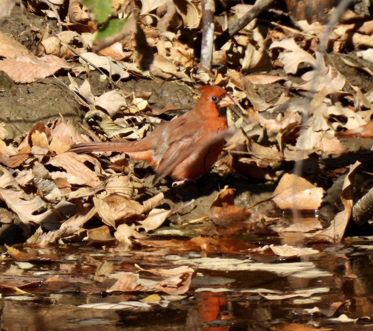Northern Cardinal - ML645240786