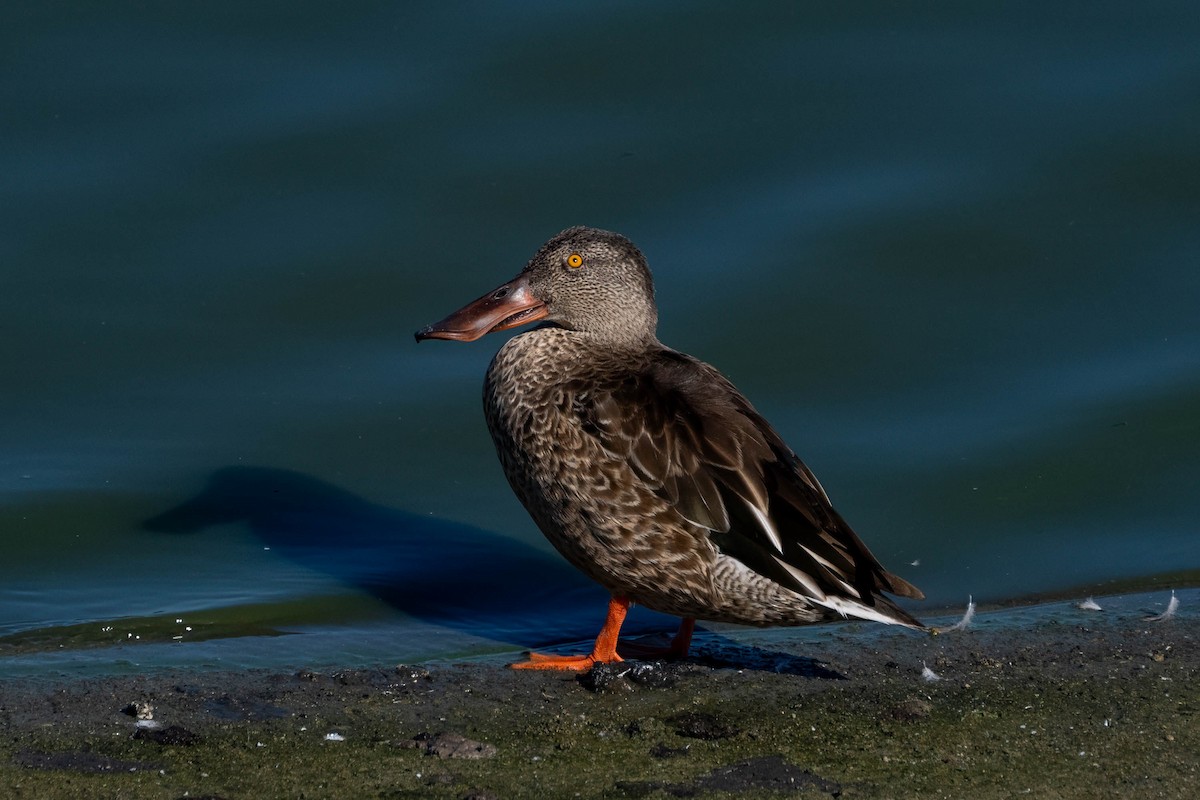 skjeand - ML645240789