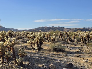 Joshua Tree NP--Cholla Cactus Garden, Riverside, California, United States  - eBird Hotspot