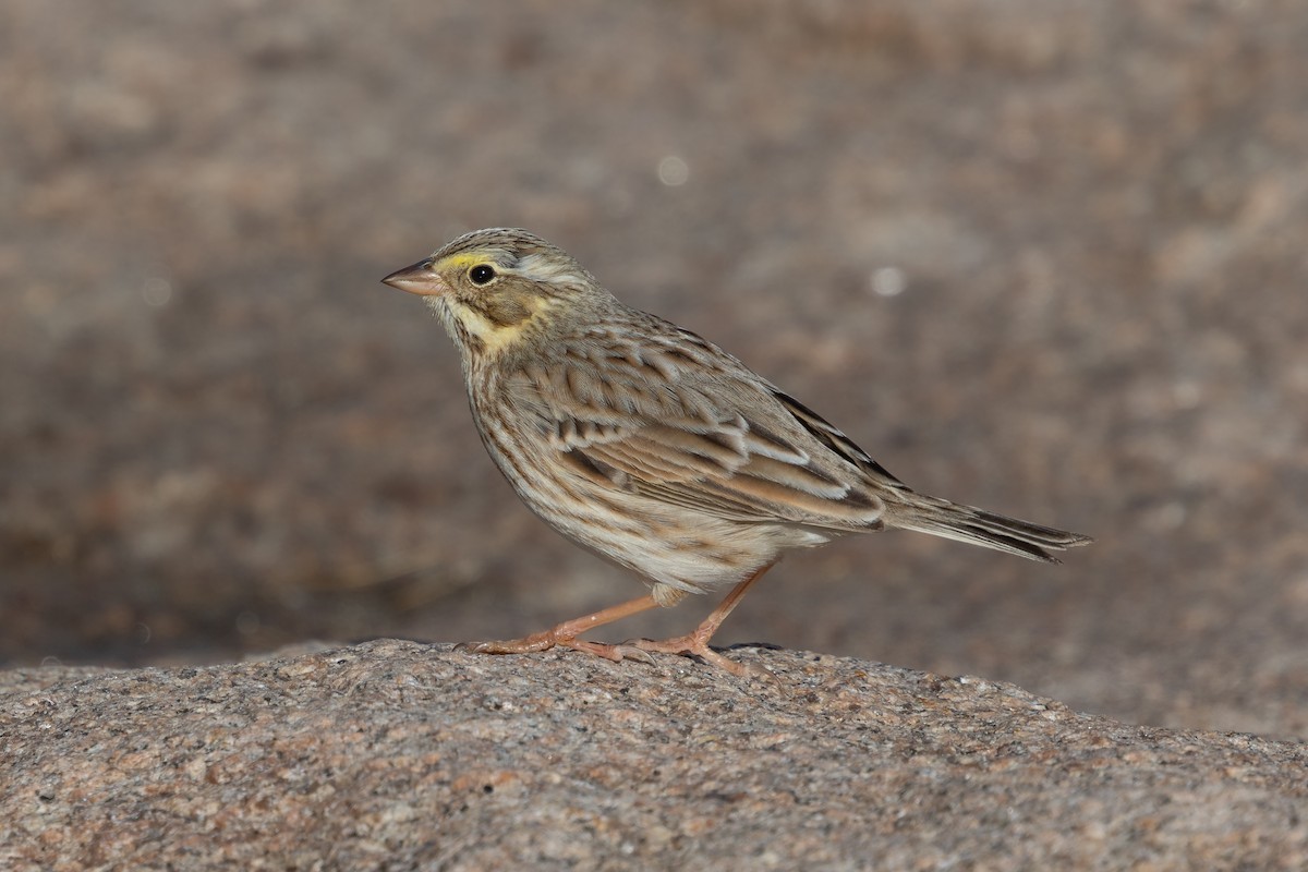 Пасовник савановий (підвид princeps) - ML645240792