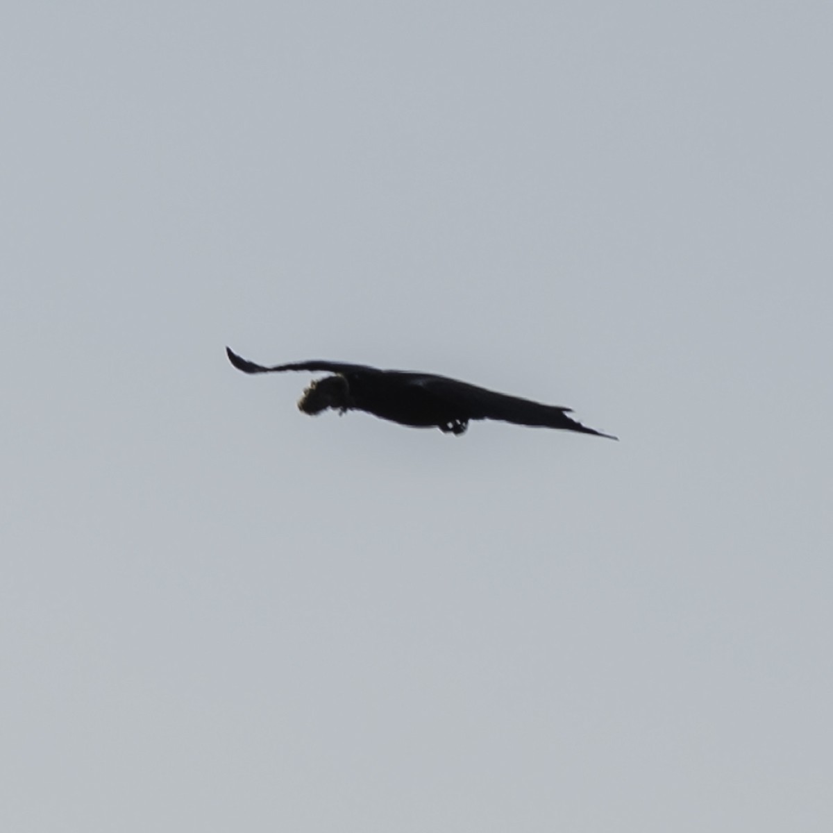 Common Raven - ML645240816