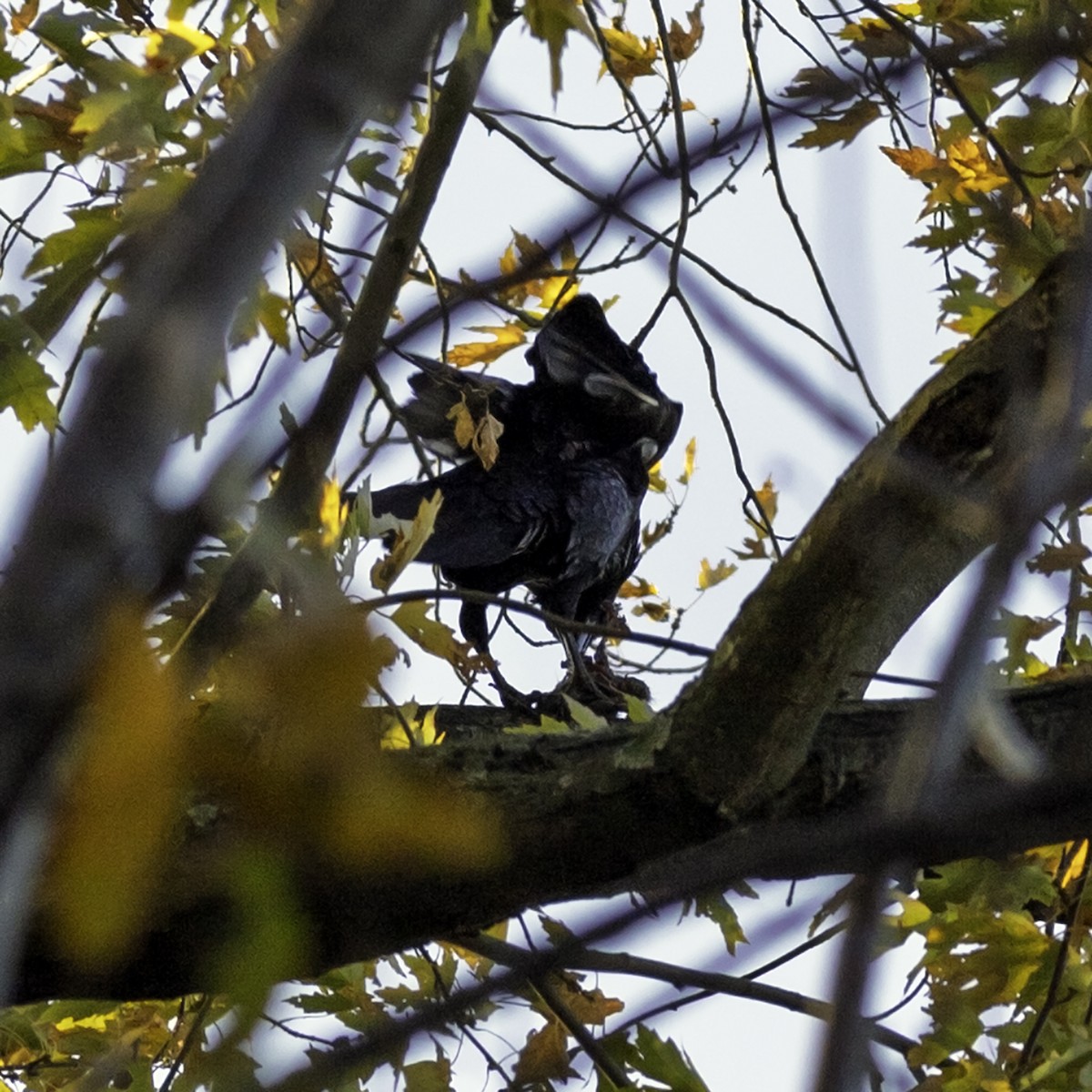 Common Raven - ML645240817