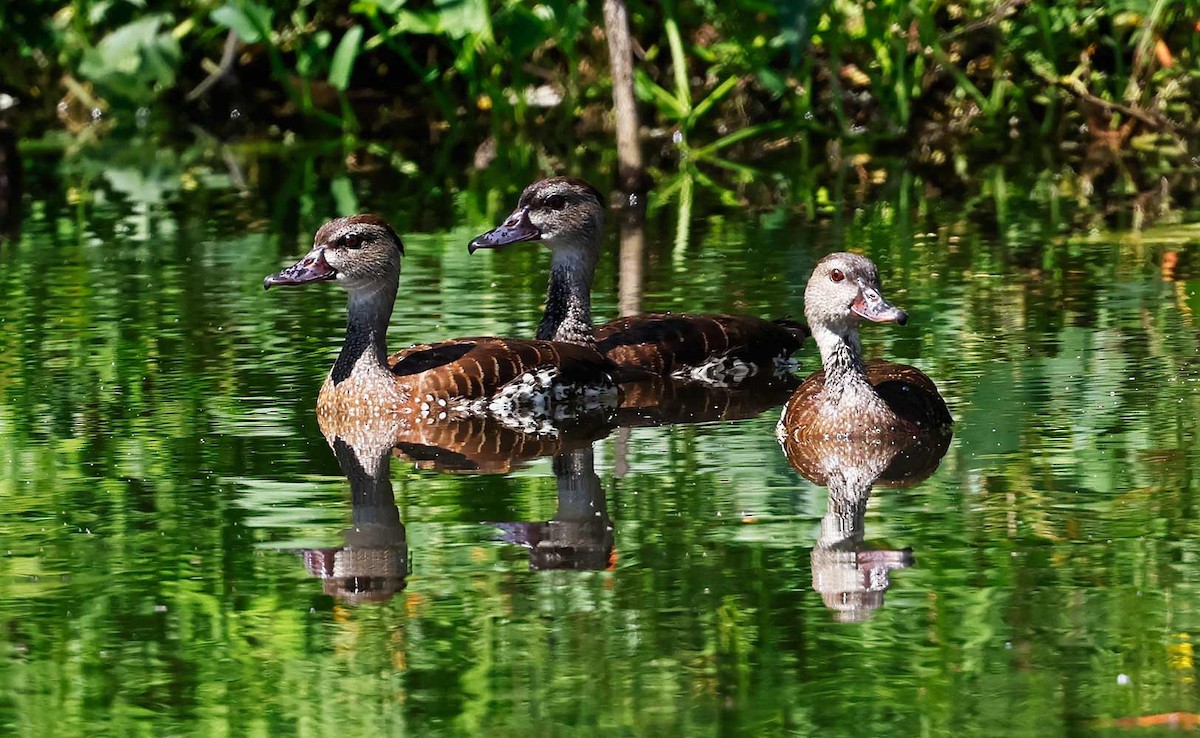 Spotted Whistling-Duck - ML645240842