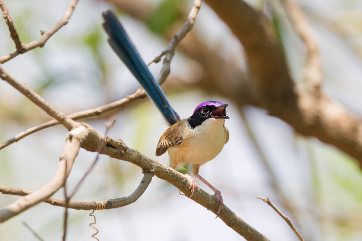 Purple-crowned Fairywren - ML645240849