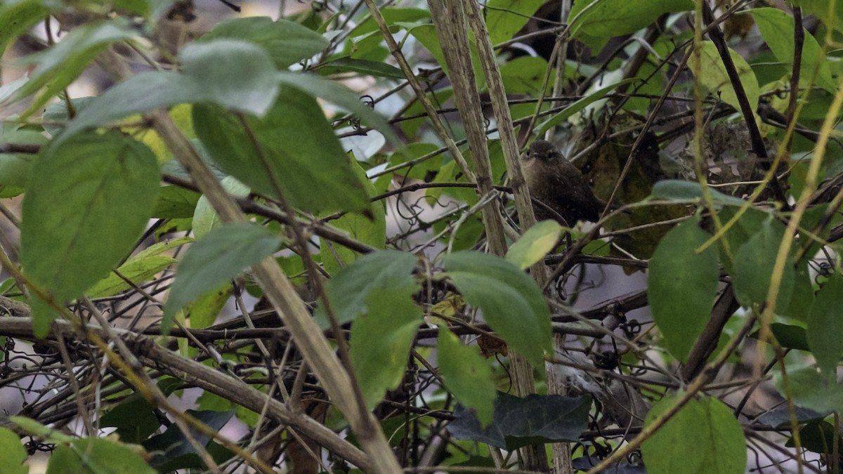 střízlík kanadský - ML645240852