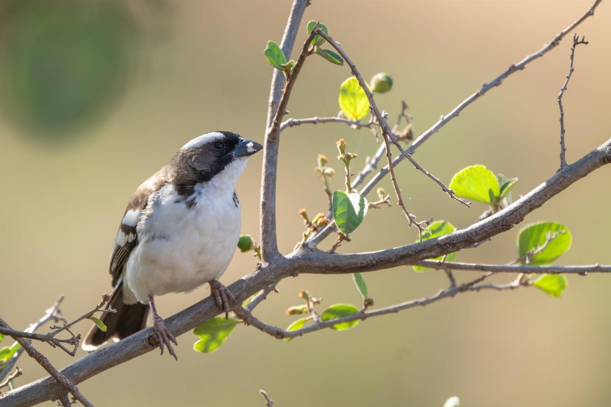 White-browed Sparrow-Weaver - ML645240857