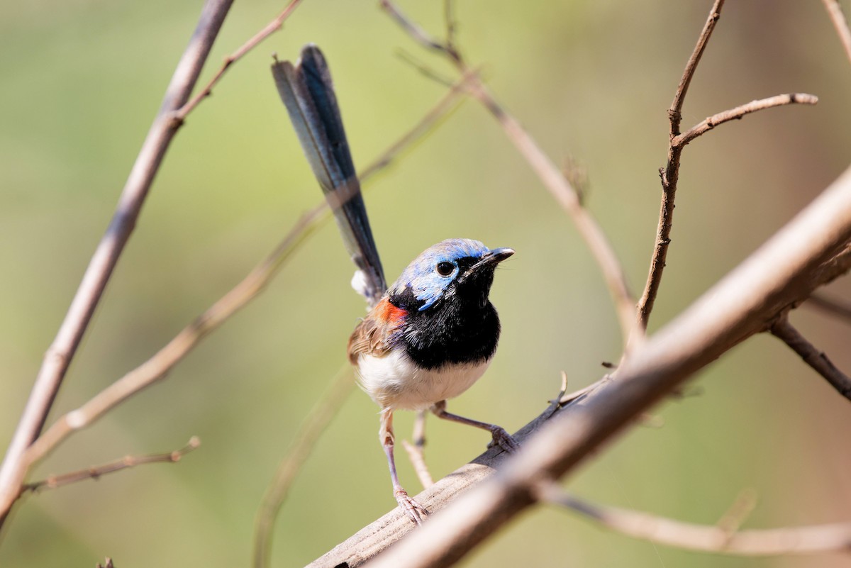 Purple-backed Fairywren - ML645240860