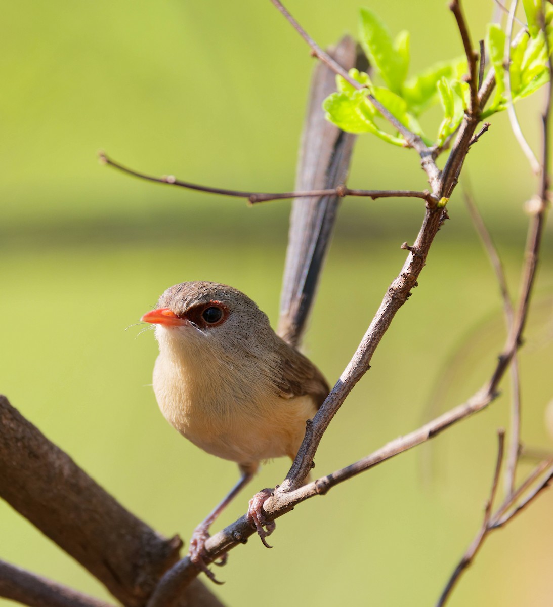 Purple-backed Fairywren - ML645240861