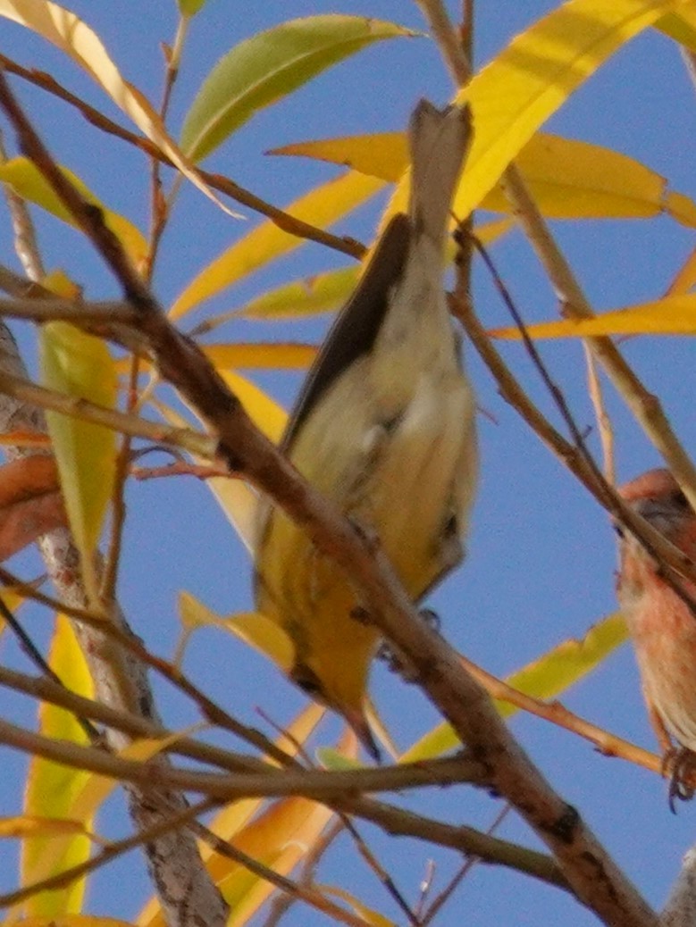 Kiefernwaldsänger - ML645240868