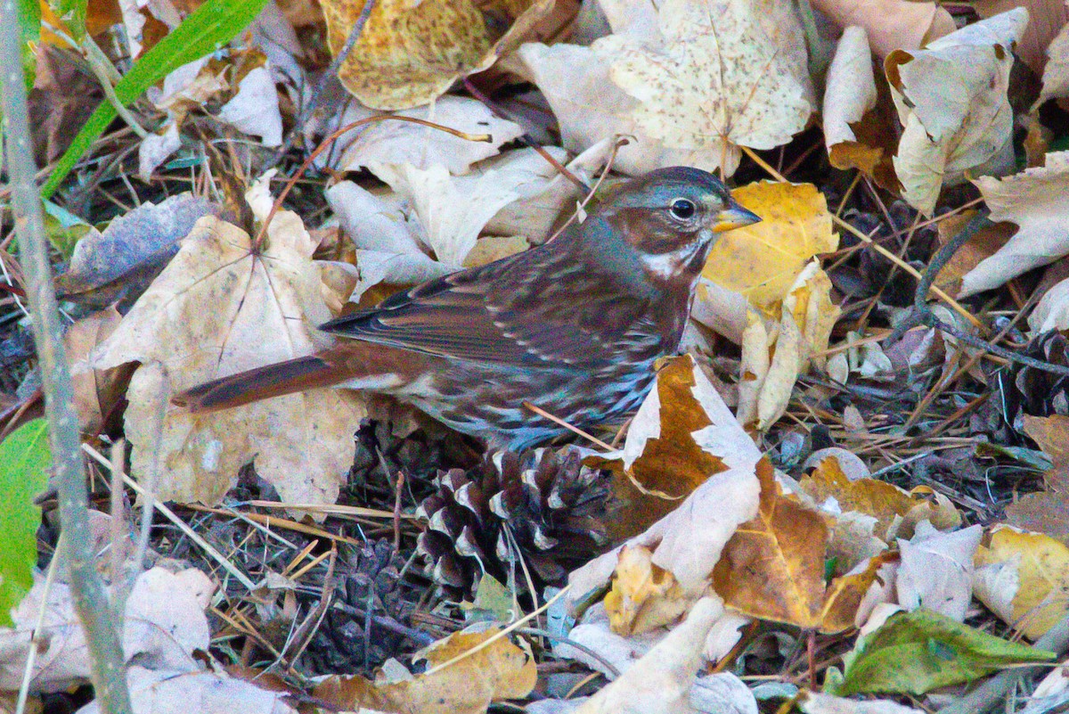Fox Sparrow - ML645240877