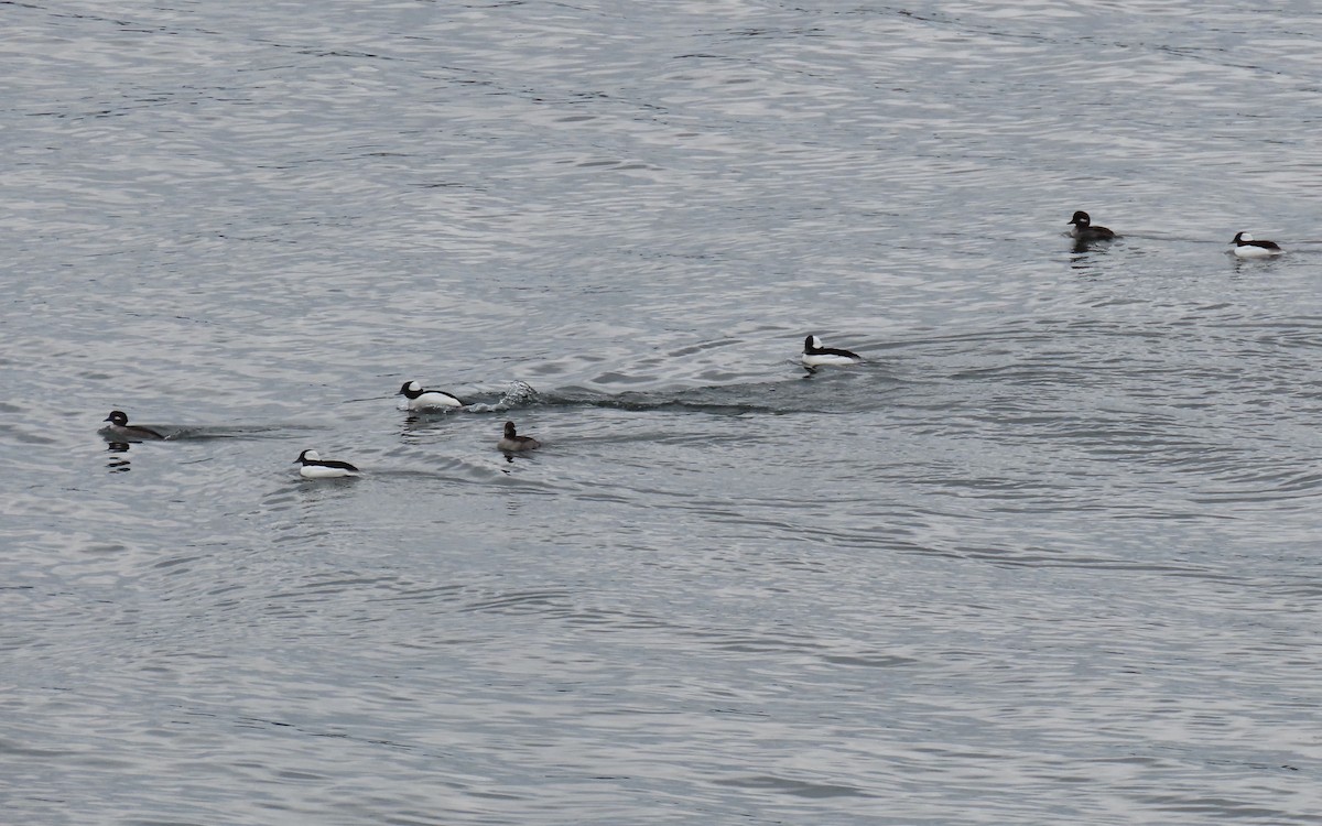 Bufflehead - ML645240879