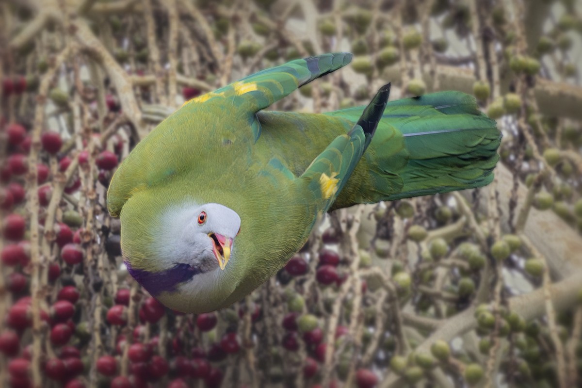 Wompoo Fruit-Dove - ML645240882