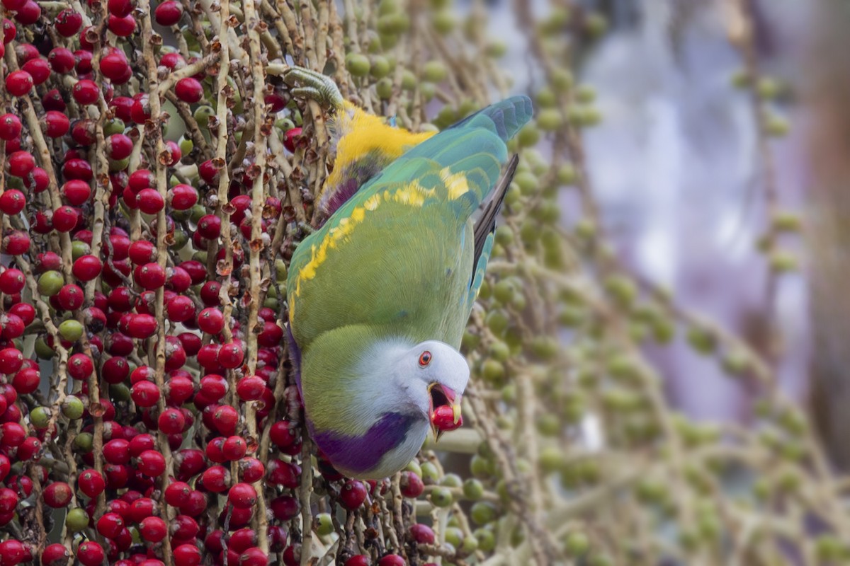 Wompoo Fruit-Dove - ML645240883
