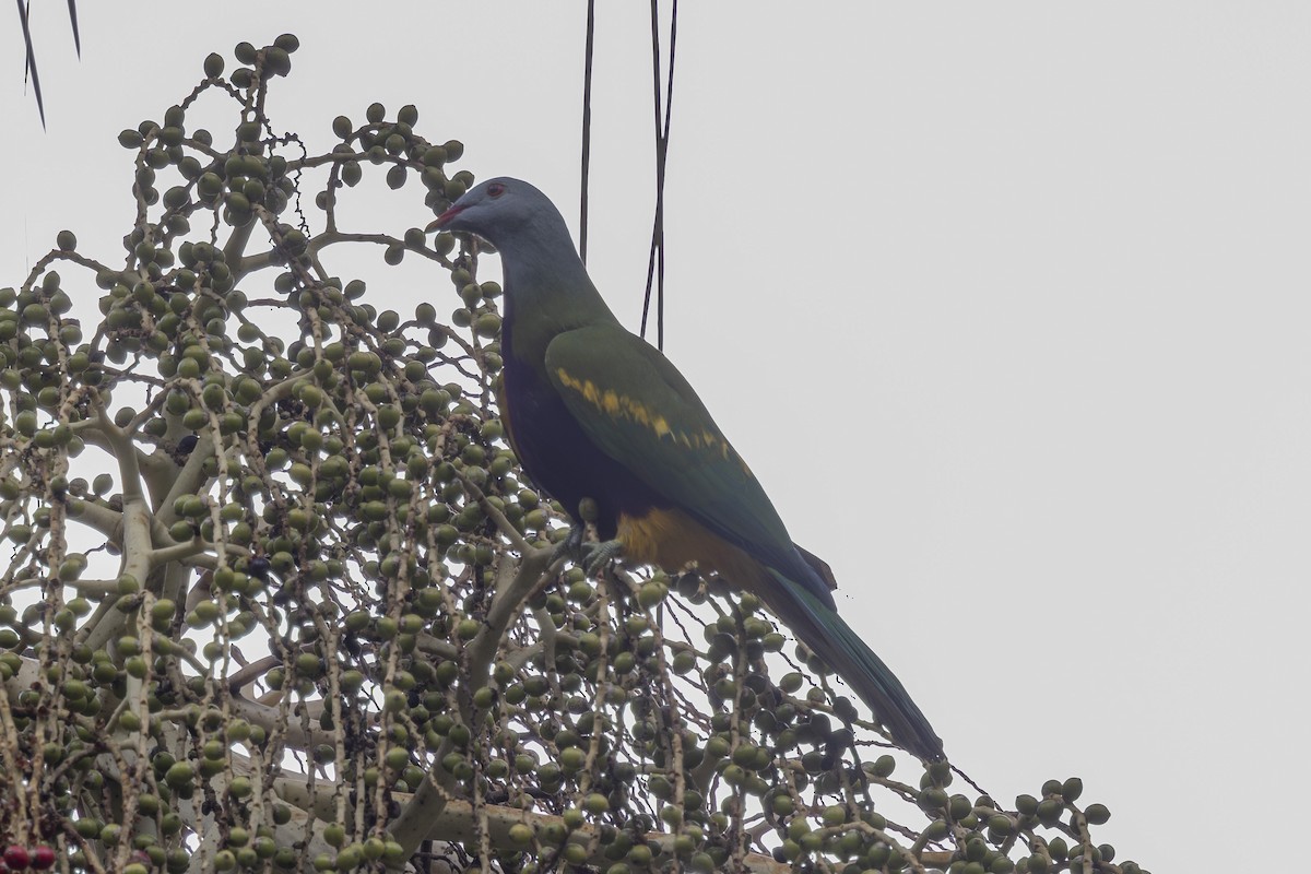 Wompoo Fruit-Dove - ML645240884