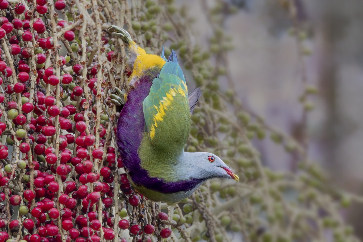 Wompoo Fruit-Dove - ML645240885