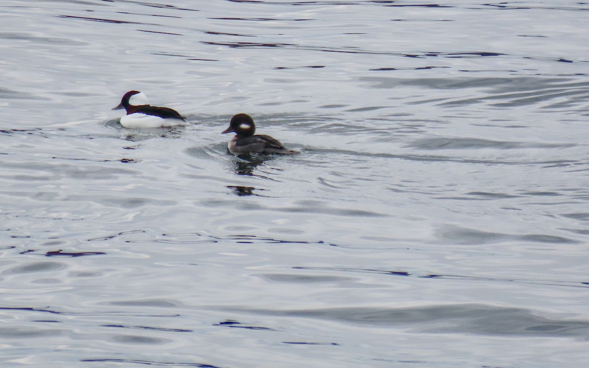 Bufflehead - ML645240892