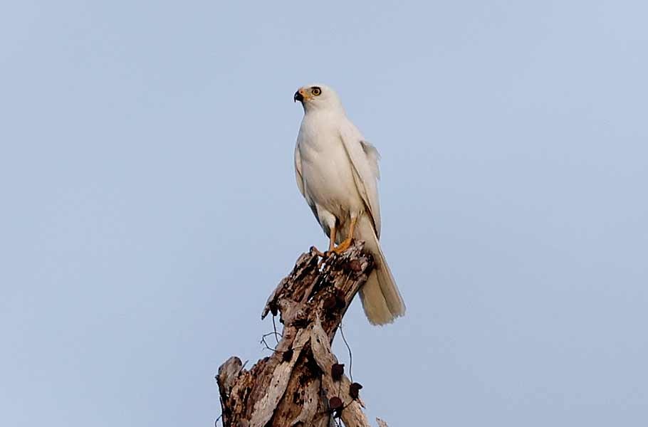 protevshauk - ML645240897