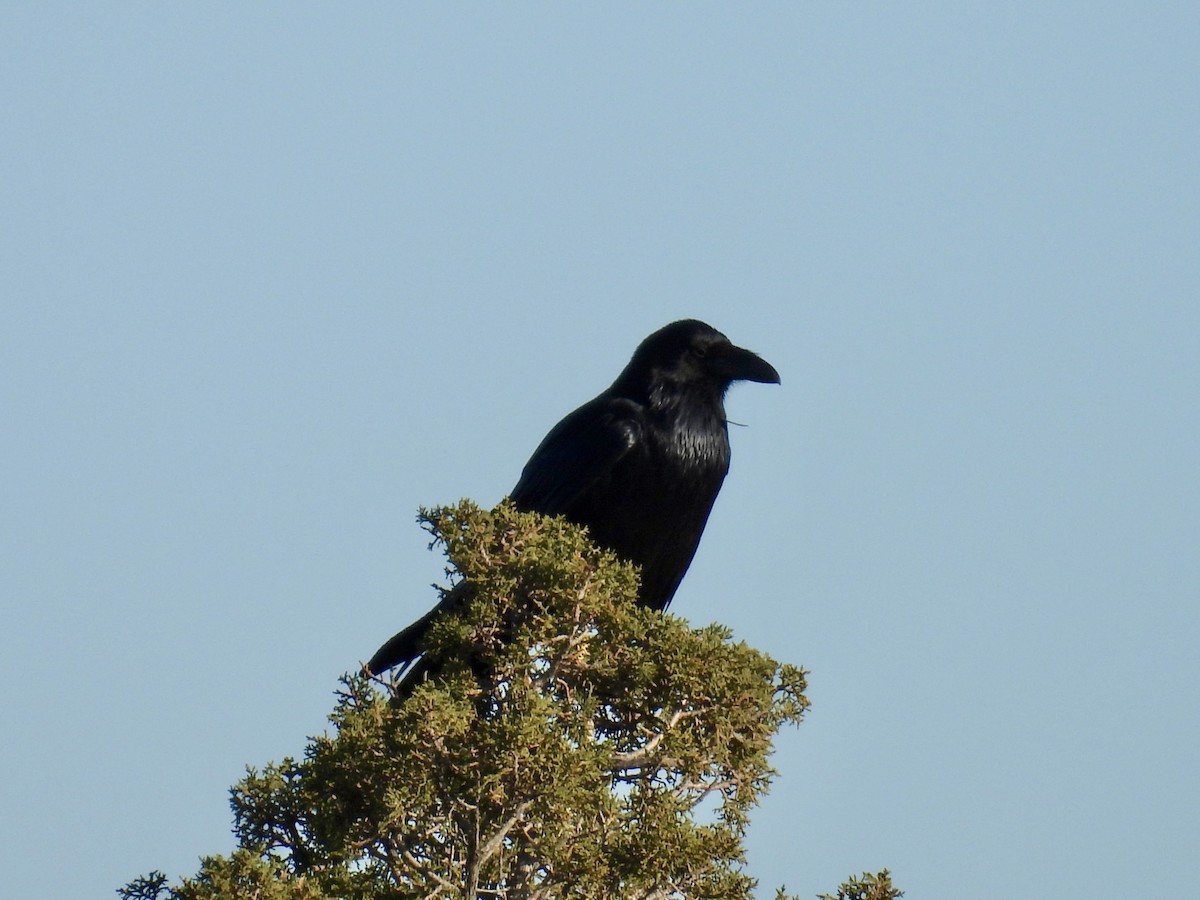 Common Raven - ML645240901