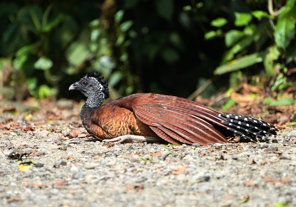 eBird Checklist - 14 Nov 2025 - Arenal Observatory Lodge - 6 species