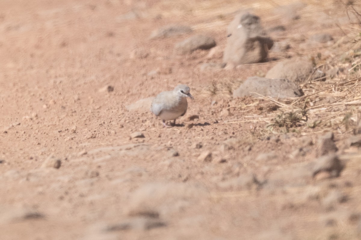 Namaqua Dove - ML645240914