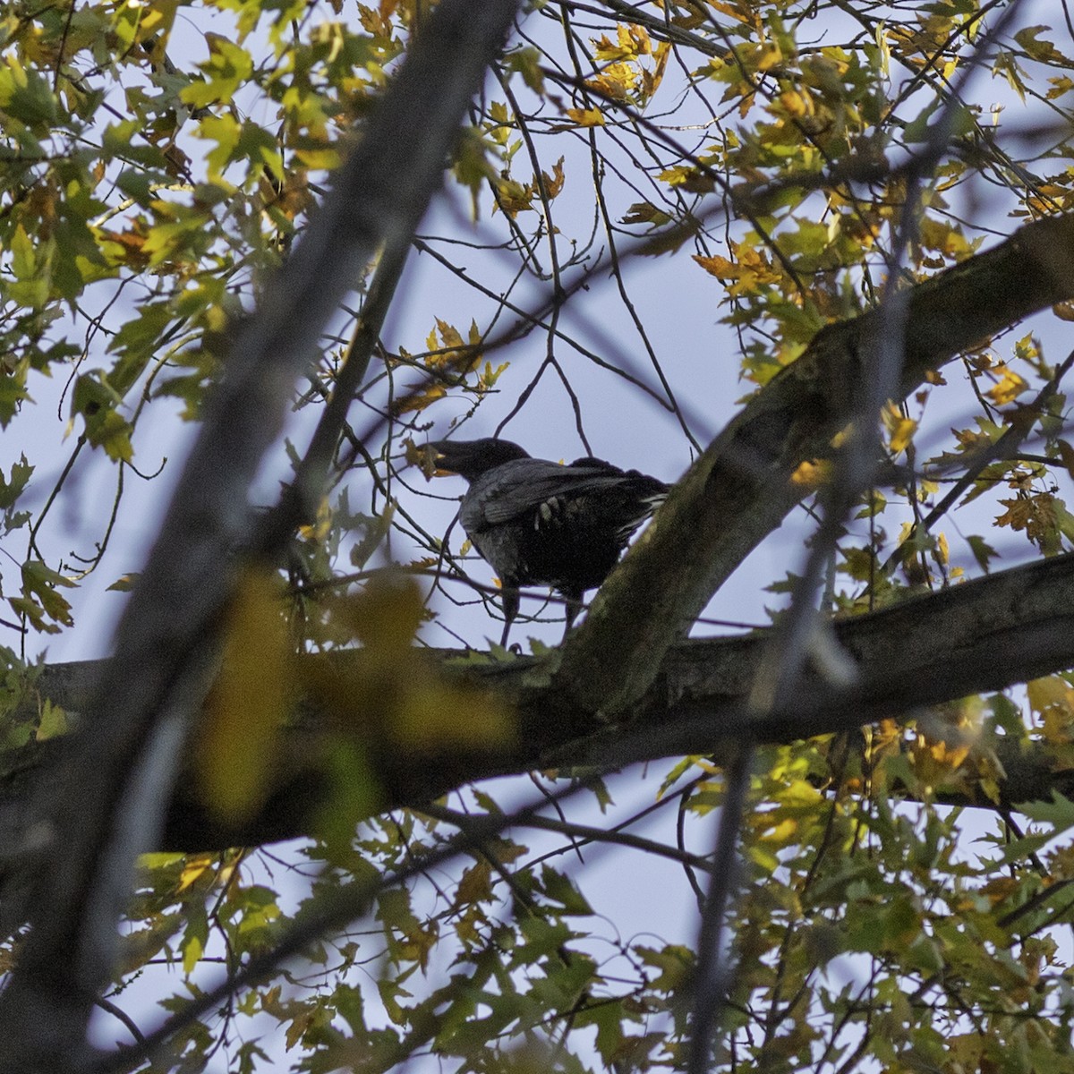 Common Raven - ML645240916