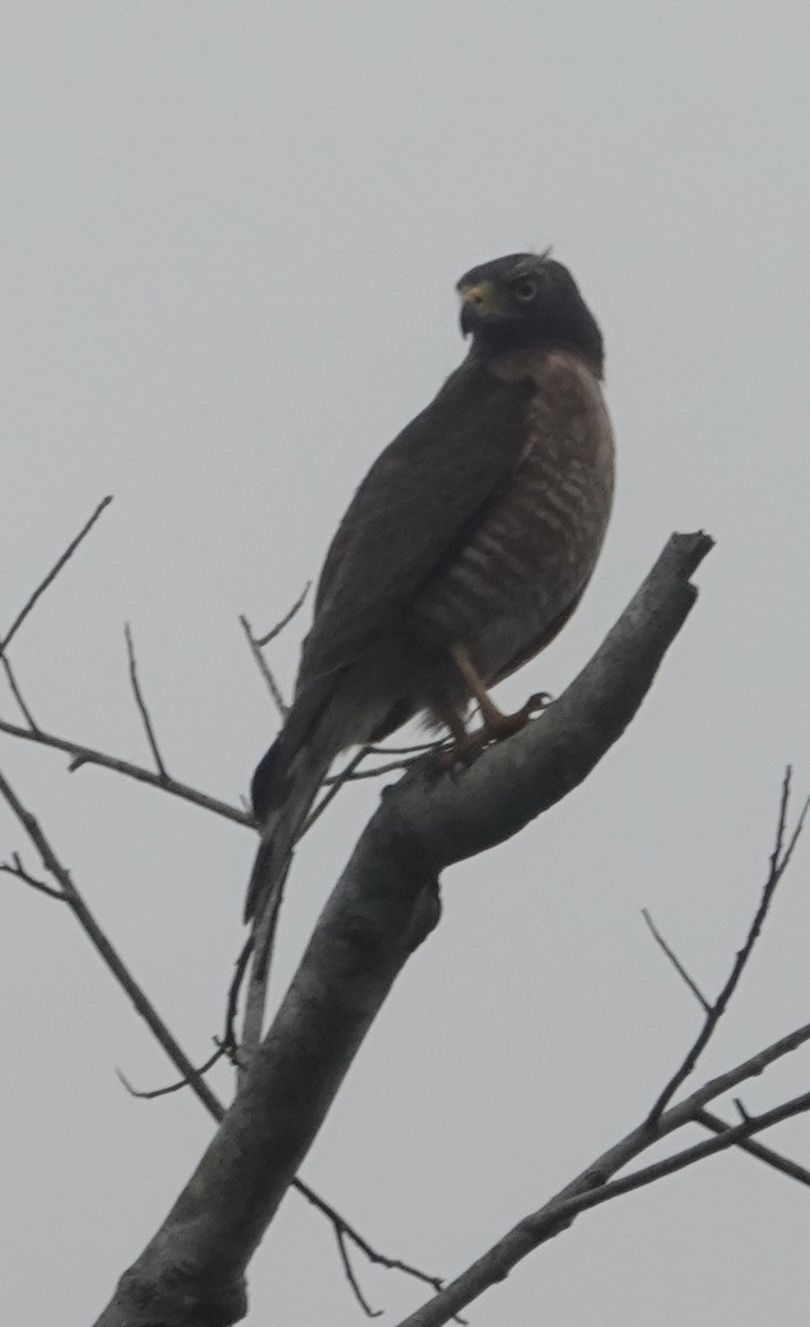 Yol Şahini - ML645240918