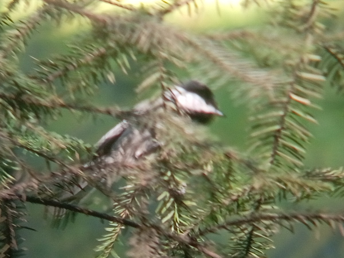 Mexican Chickadee - ML645240919