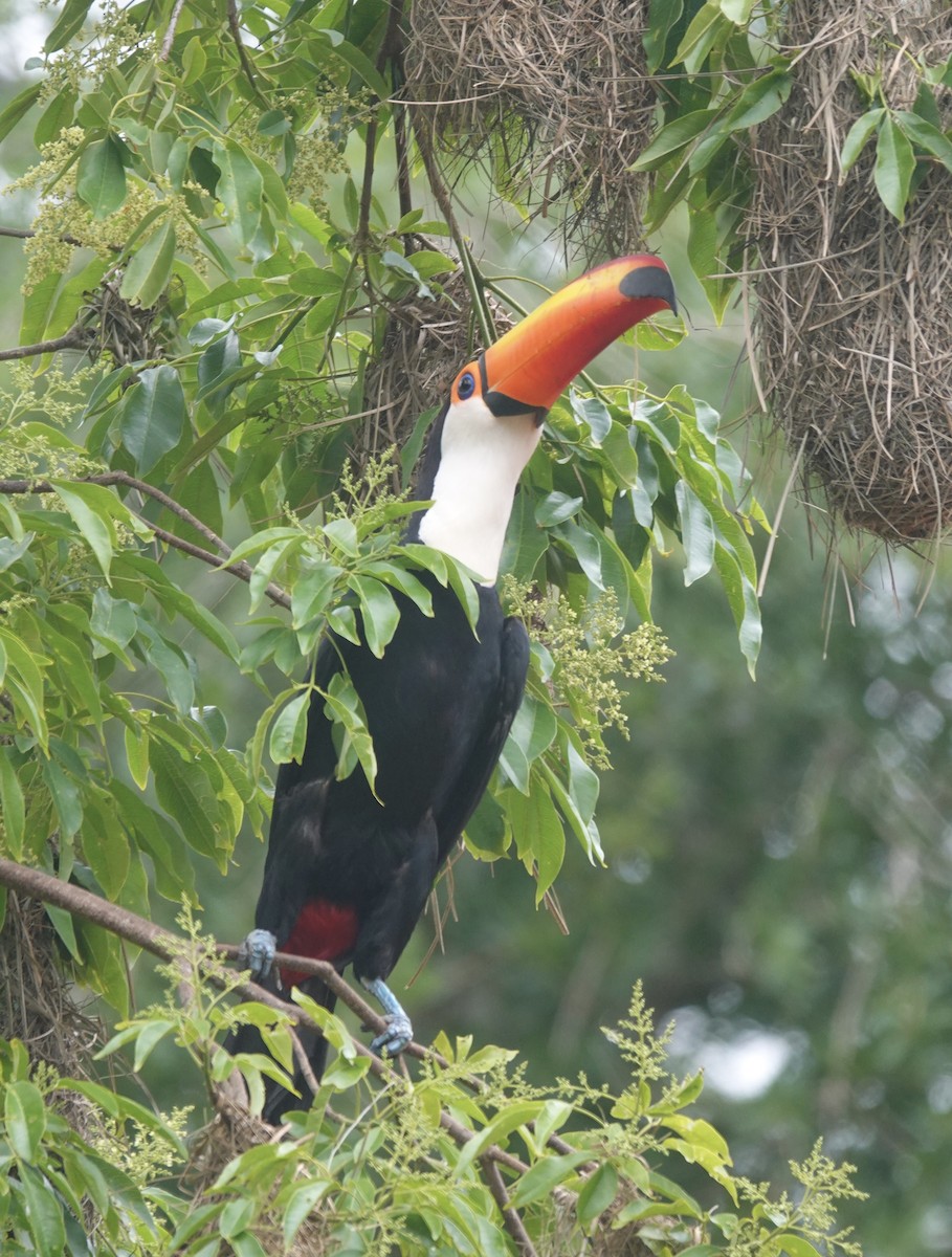 Toco Toucan - ML645240929