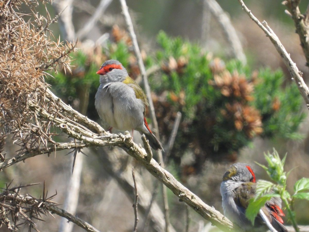 Краснобровая амадина - ML645240952