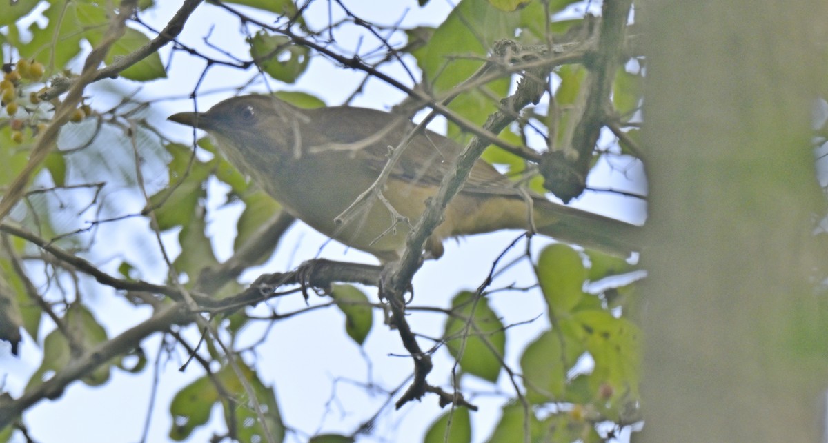 Merle fauve - ML645240954