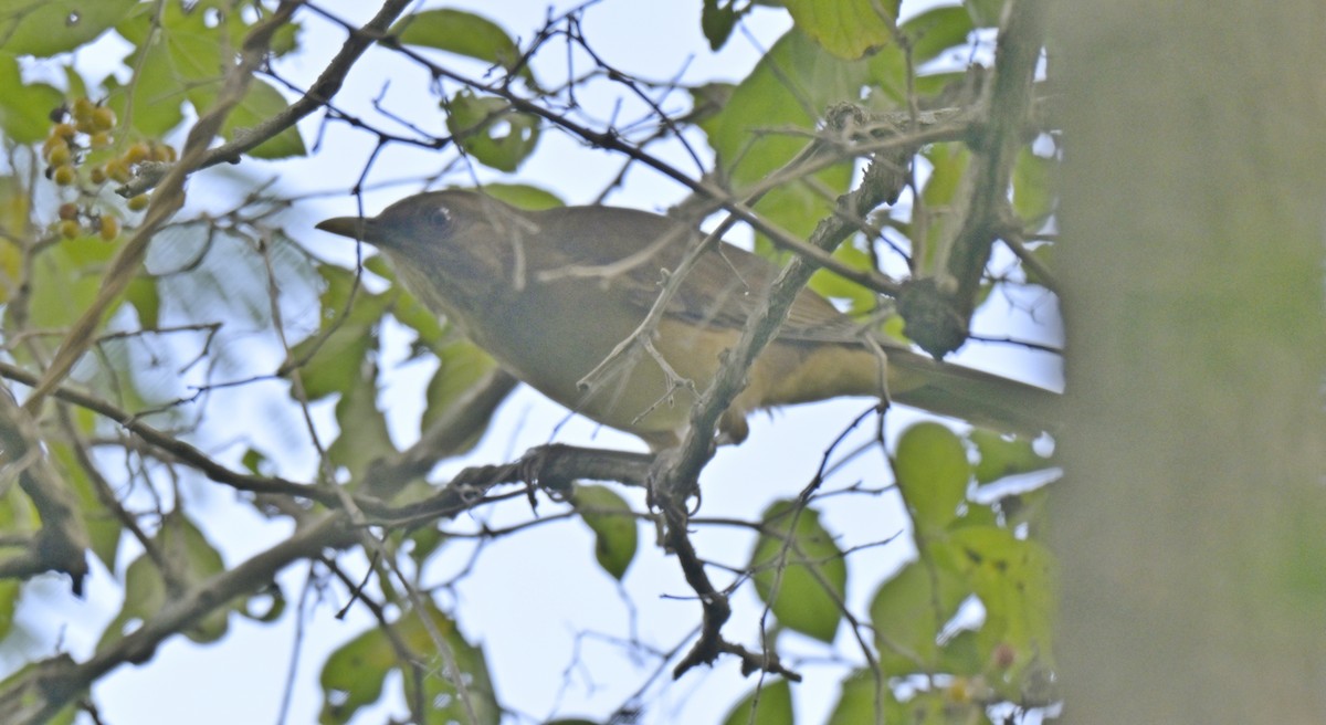 Merle fauve - ML645240955