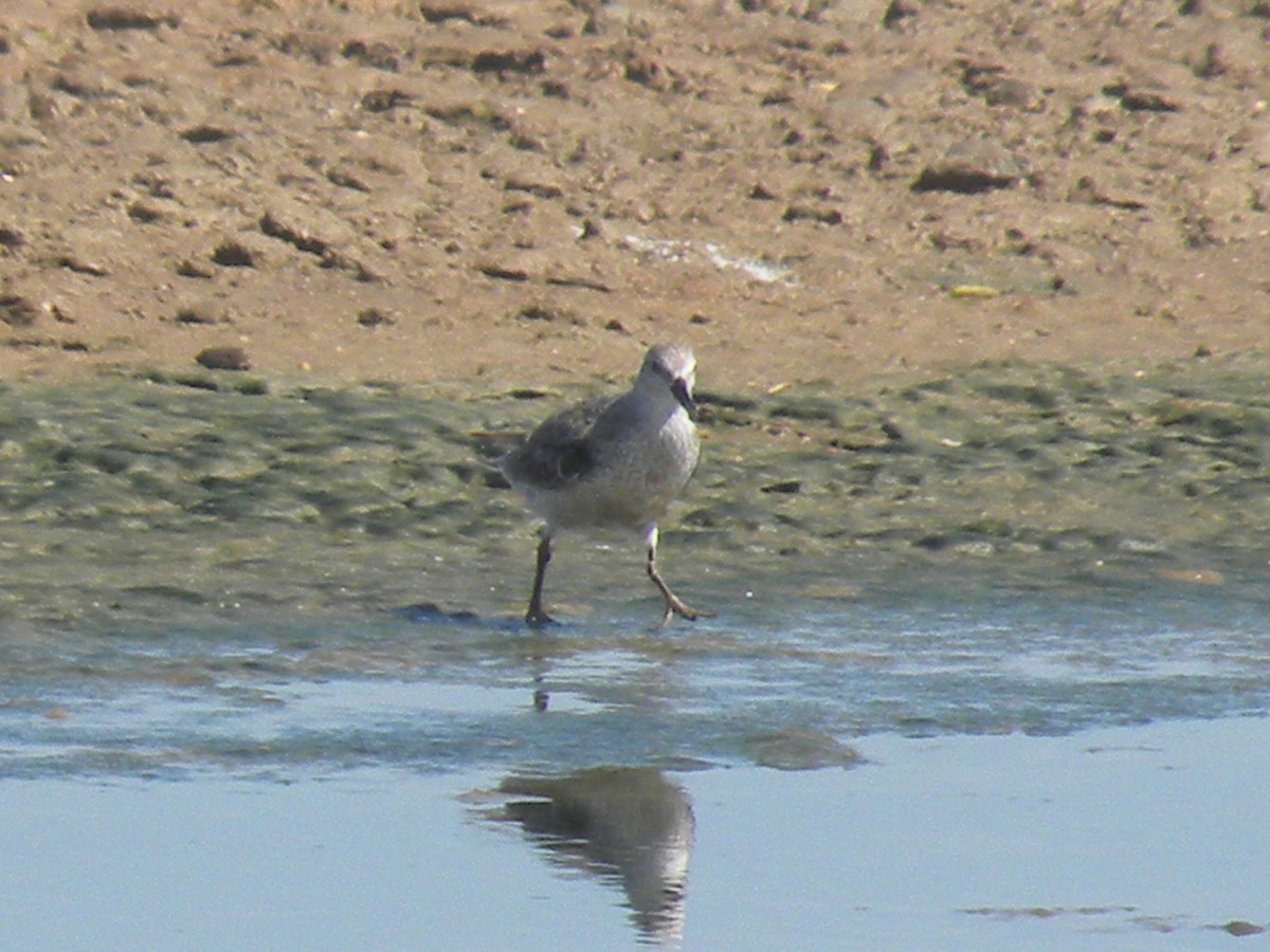 Bécasseau maubèche - ML645240956