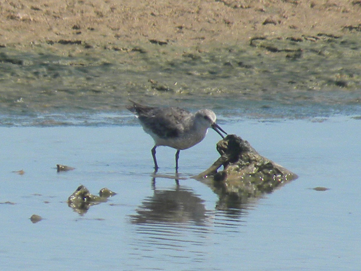 Bécasseau maubèche - ML645240963