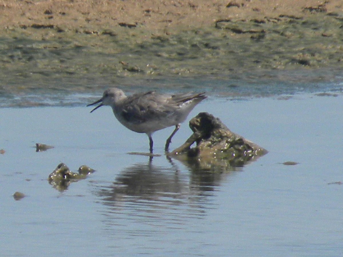 Bécasseau maubèche - ML645240966