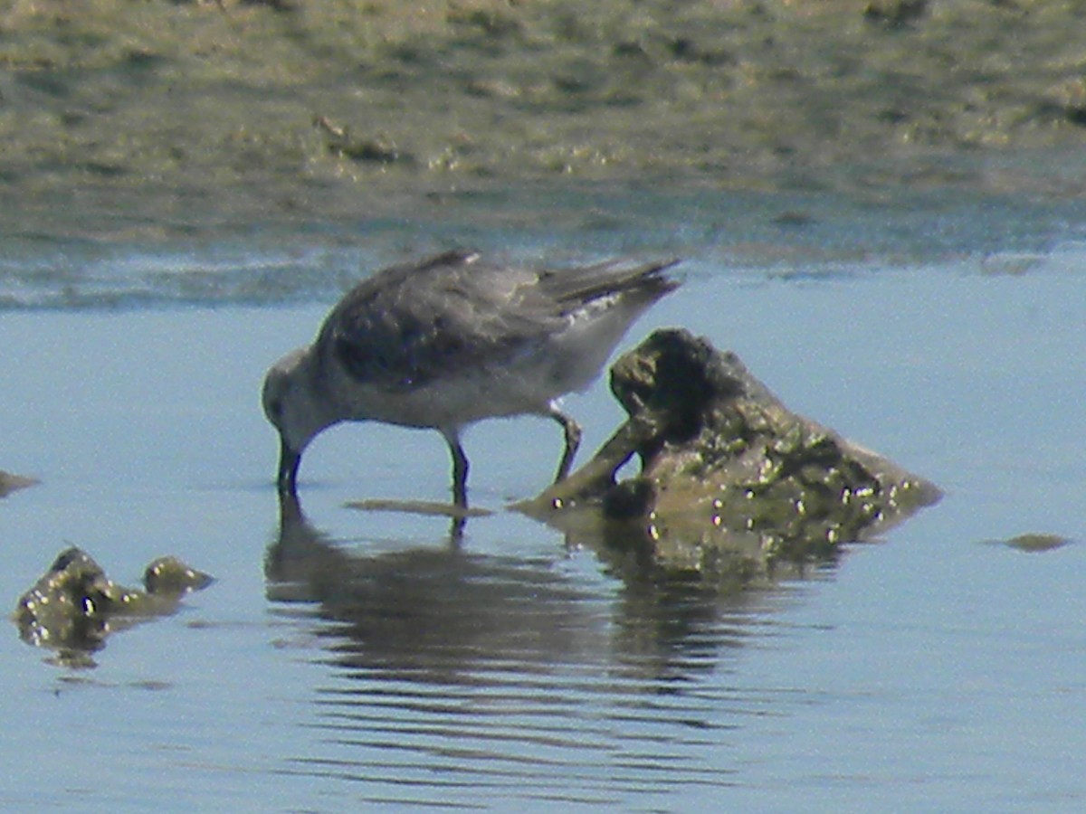 Bécasseau maubèche - ML645240967