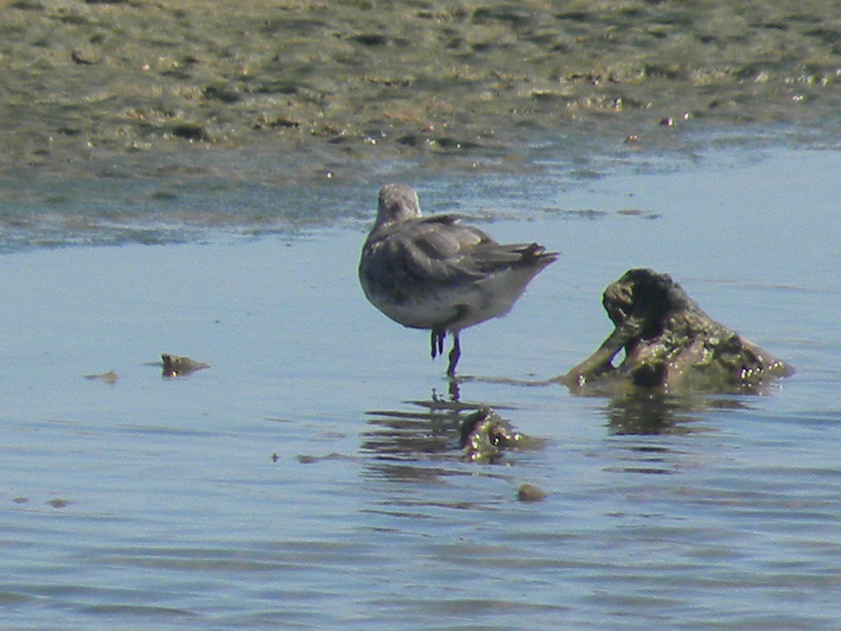 Bécasseau maubèche - ML645240984