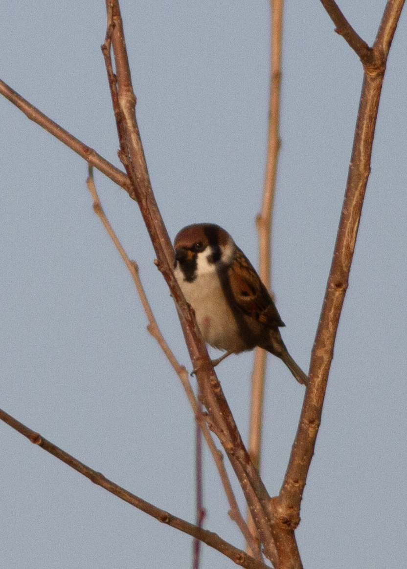 דרור הרים - ML645240993