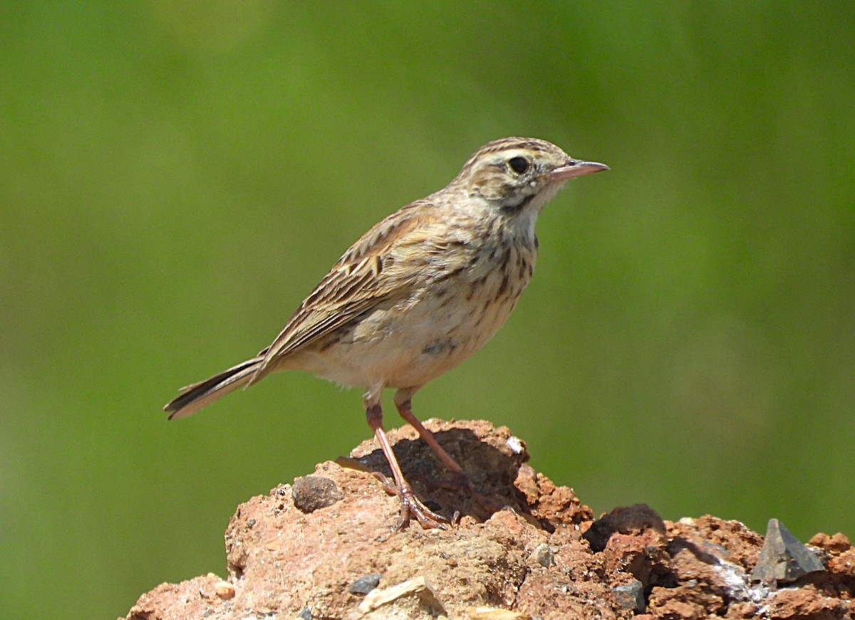 Australian Pipit - ML645241032