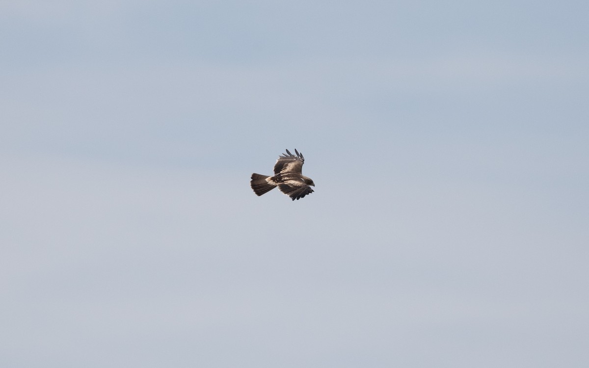 Booted Eagle - ML645241033