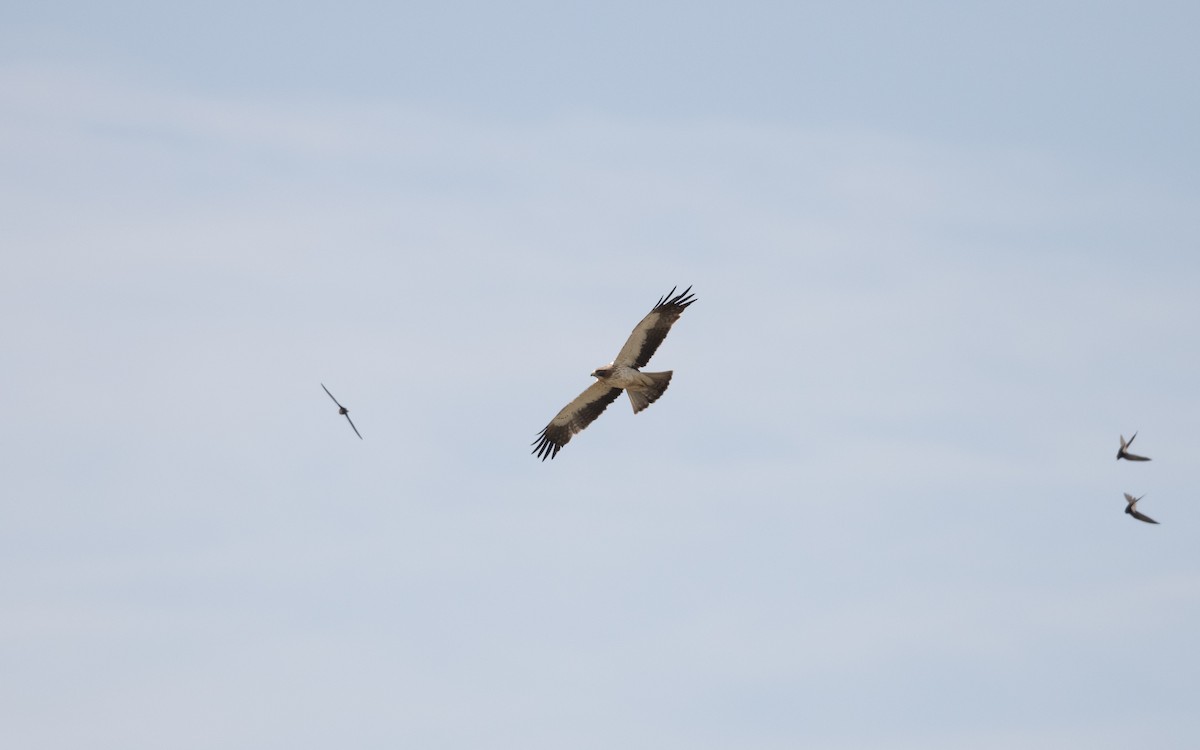 Booted Eagle - ML645241035