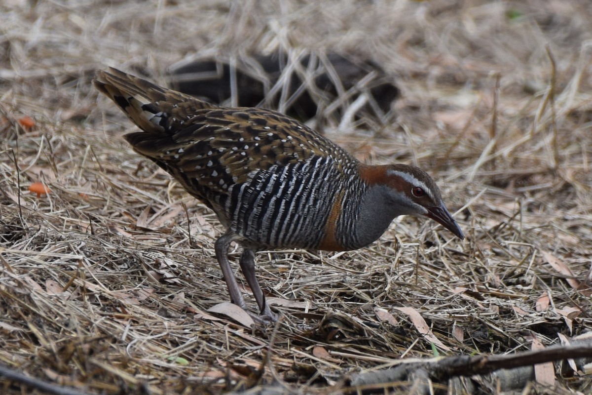 Buff-banded Rail - ML645241042