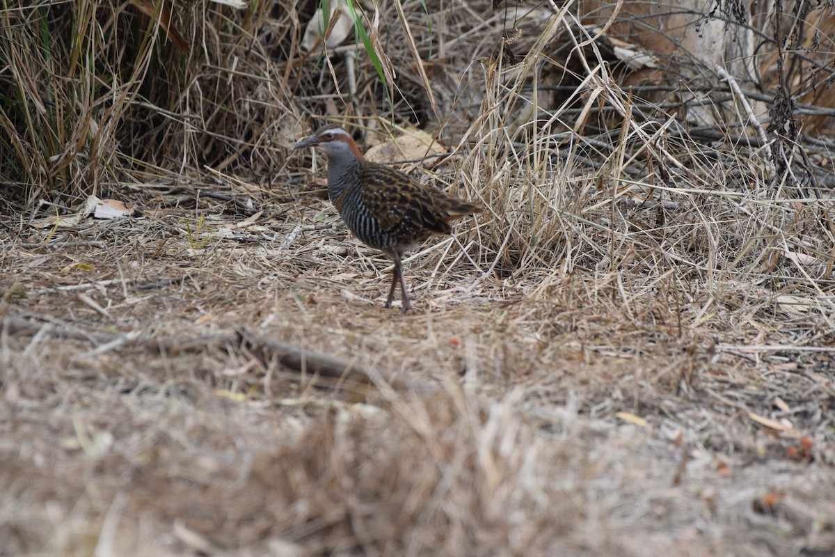 Buff-banded Rail - ML645241043