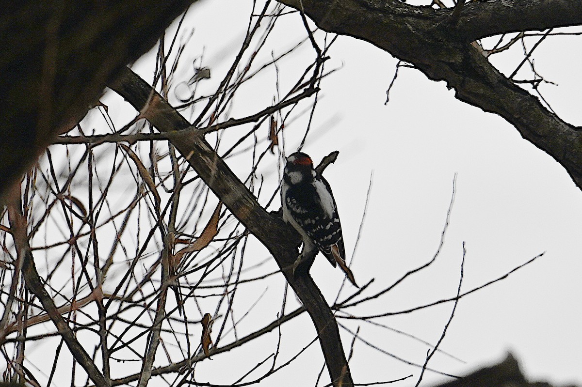 Downy Woodpecker - ML645241045