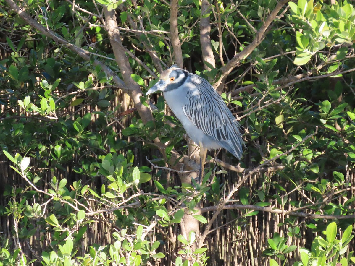 Квак чорногорлий - ML645241049