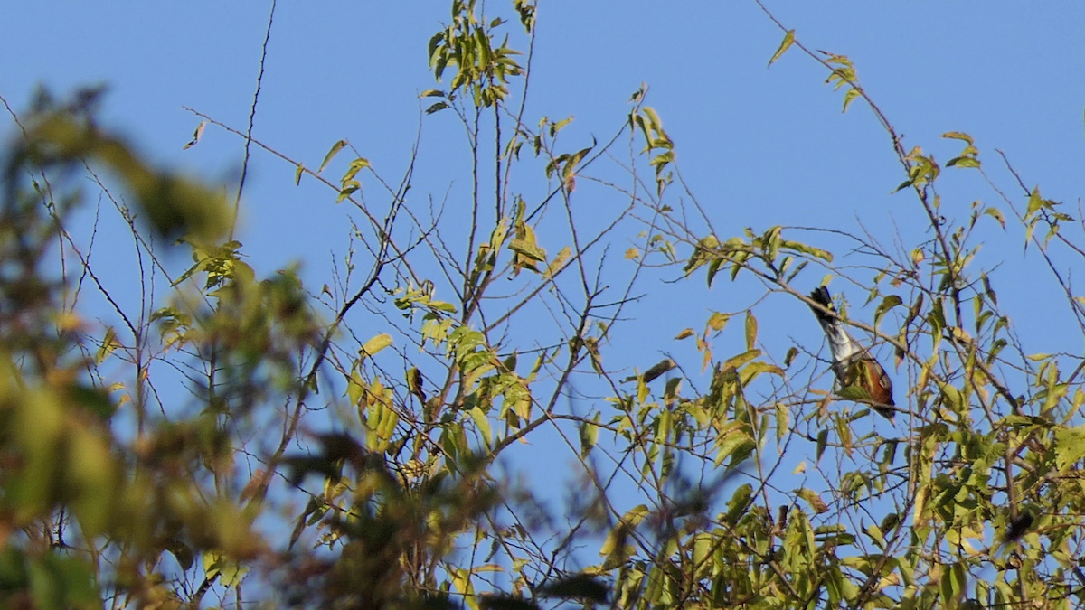 Странствующий дрозд - ML645241069